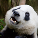 Illustration for article titled Meet The Parasitic Worm That's Killing Giant Pandas